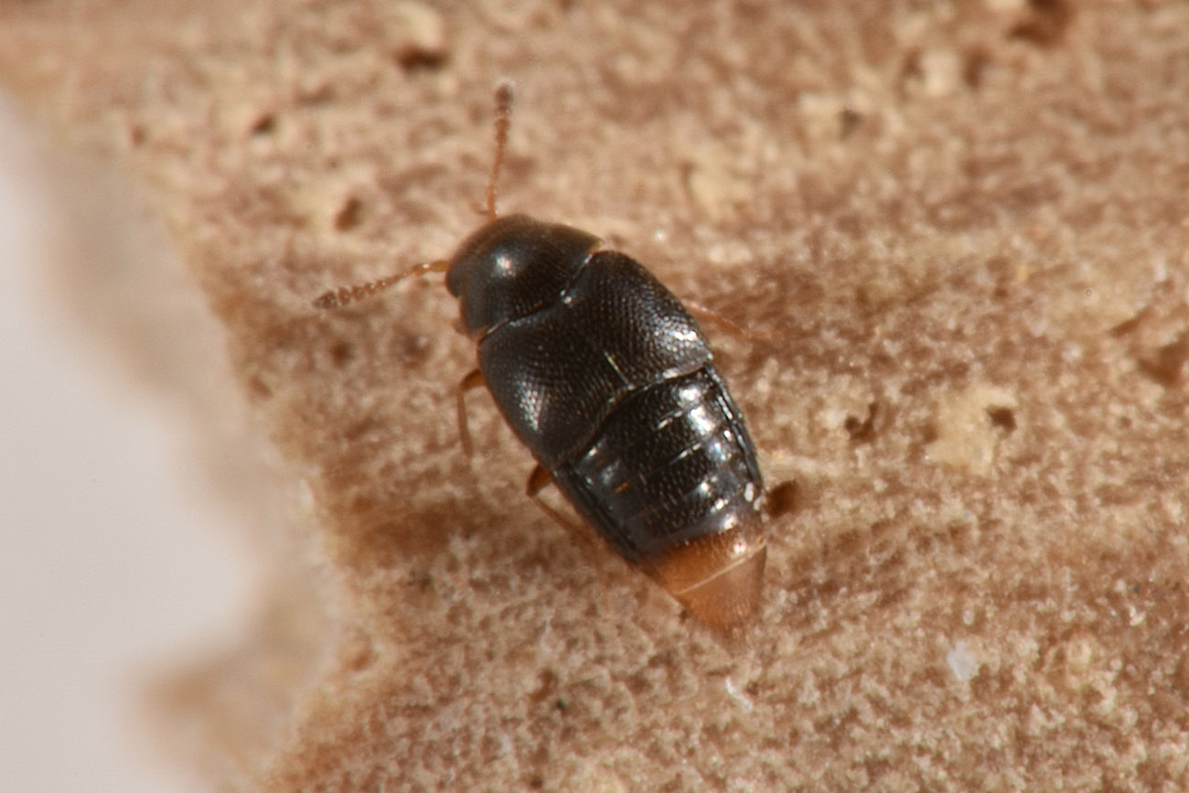 Staphylinidae: Holobus apicatus